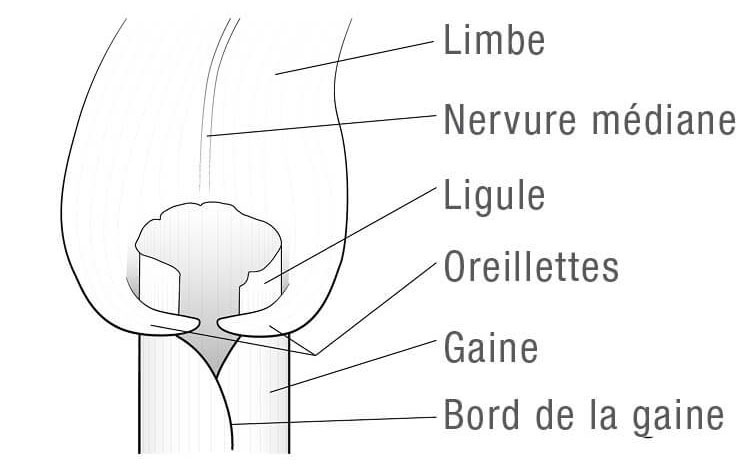 Caractéristiques pour l’identification des graminées. 