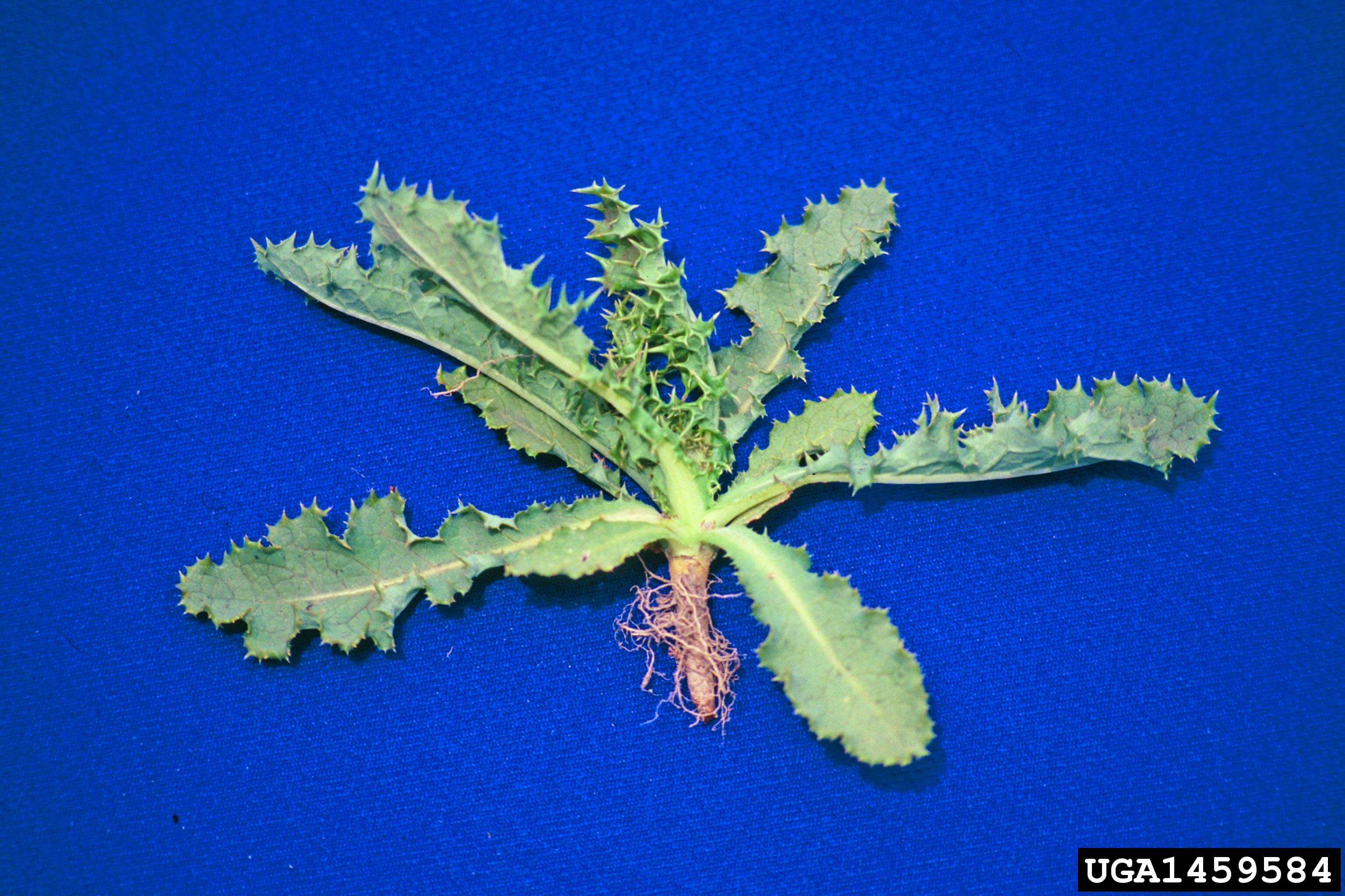  Spiny annual sow thistle rosette and tap root