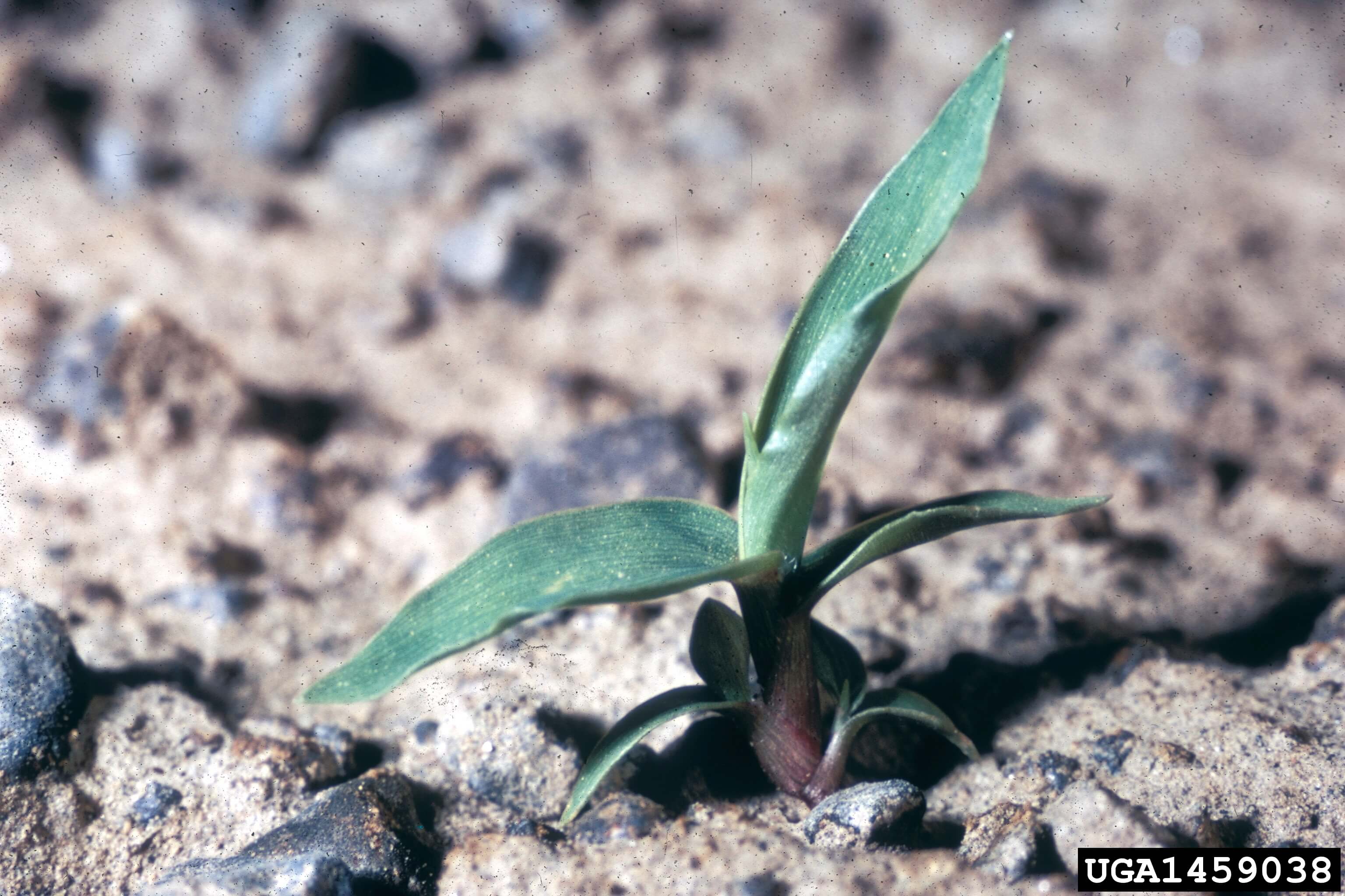 Barnyard grass seedling.  