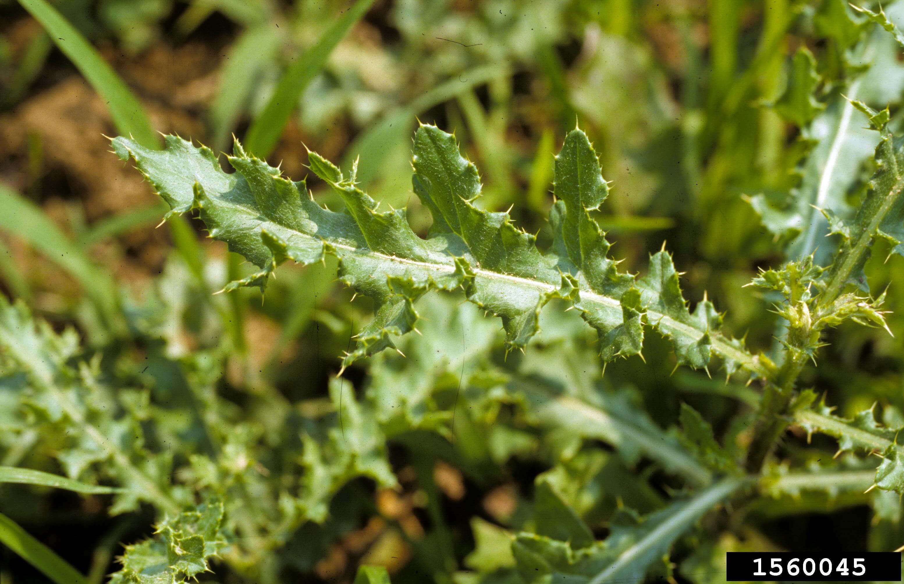 Leaves of Canada thistle are oblong with irregular lobes and spiny margins.