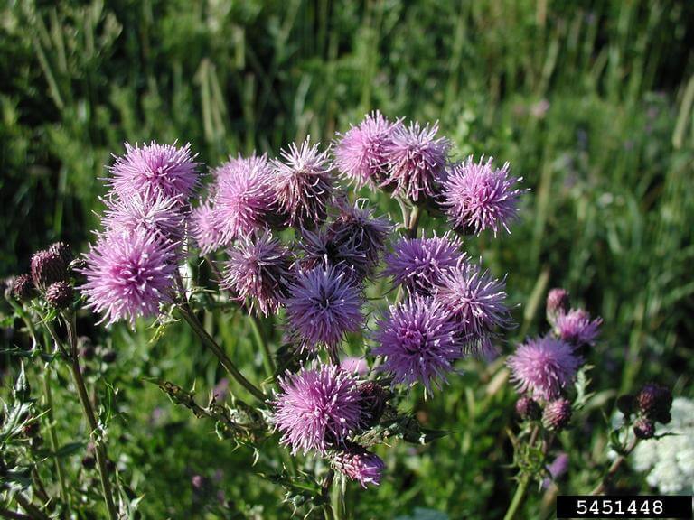 Canada thistle flower head.