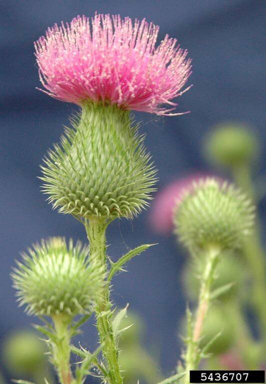 Bull thistle flower head