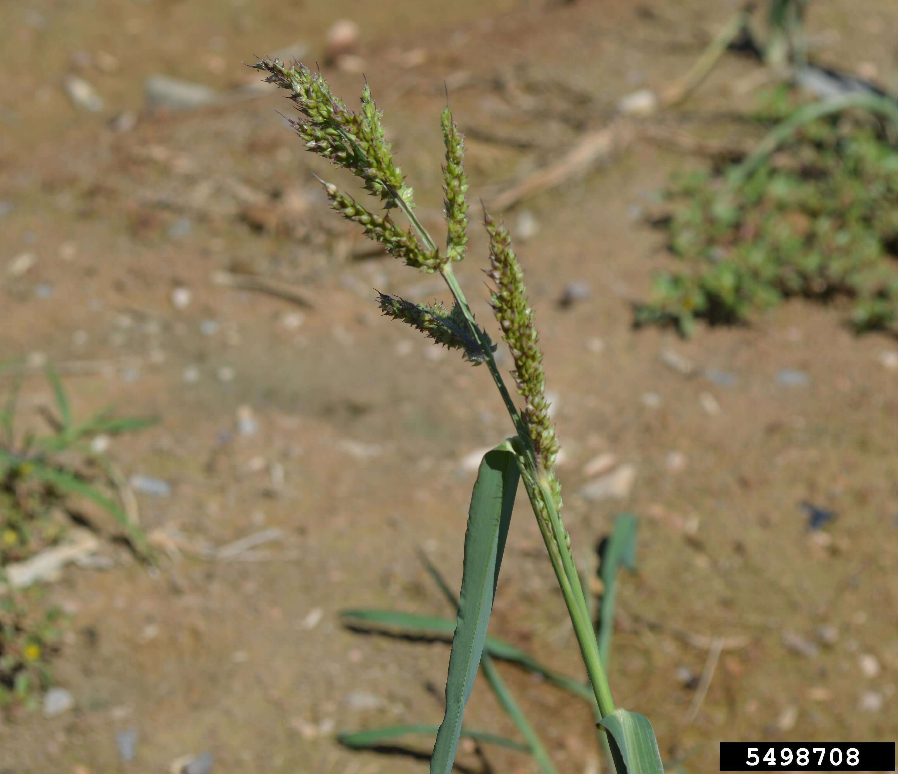 Barnyard grass seed head. 