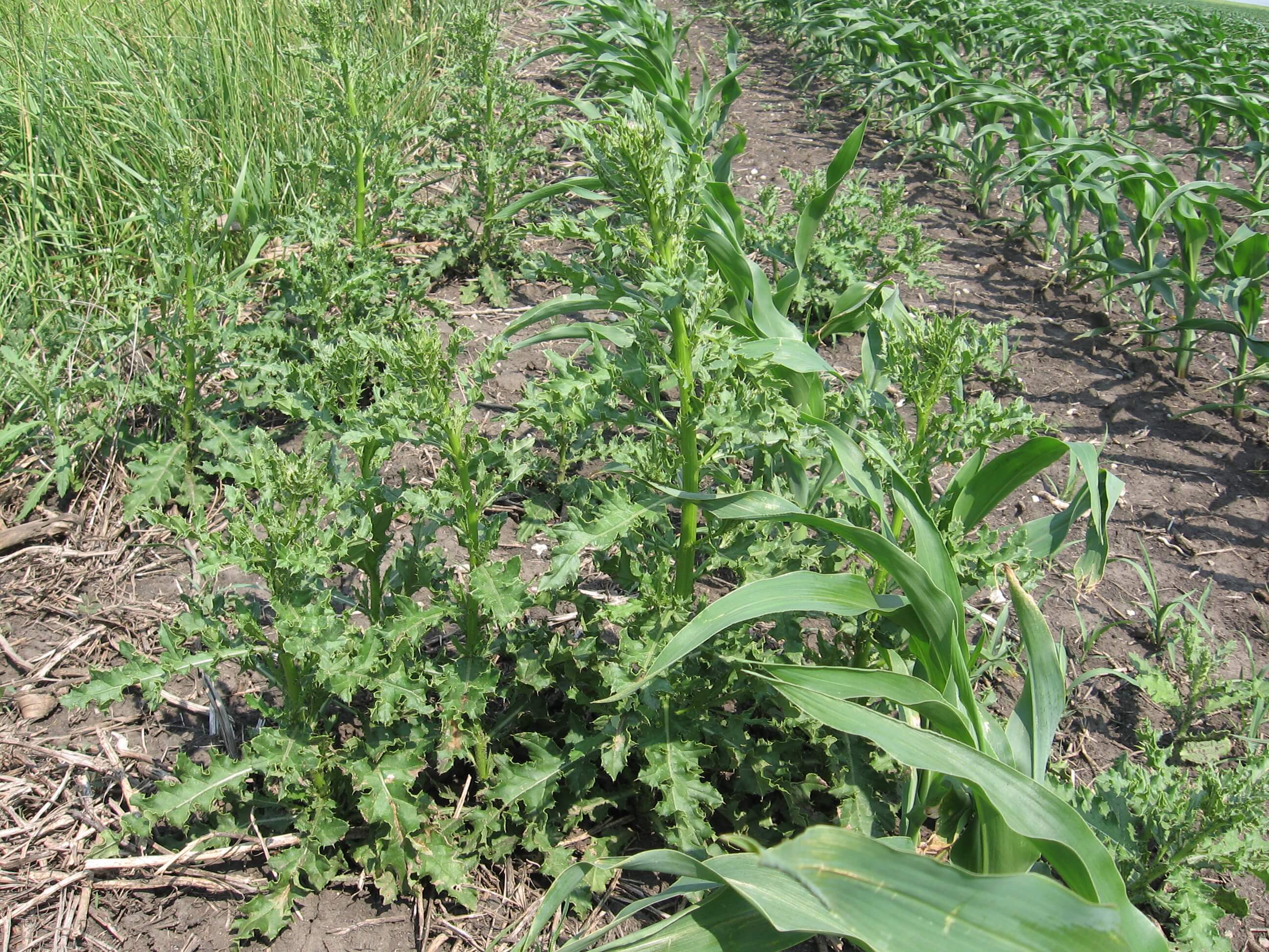 Distinct patch of Canada thistle due to rhizome root growth