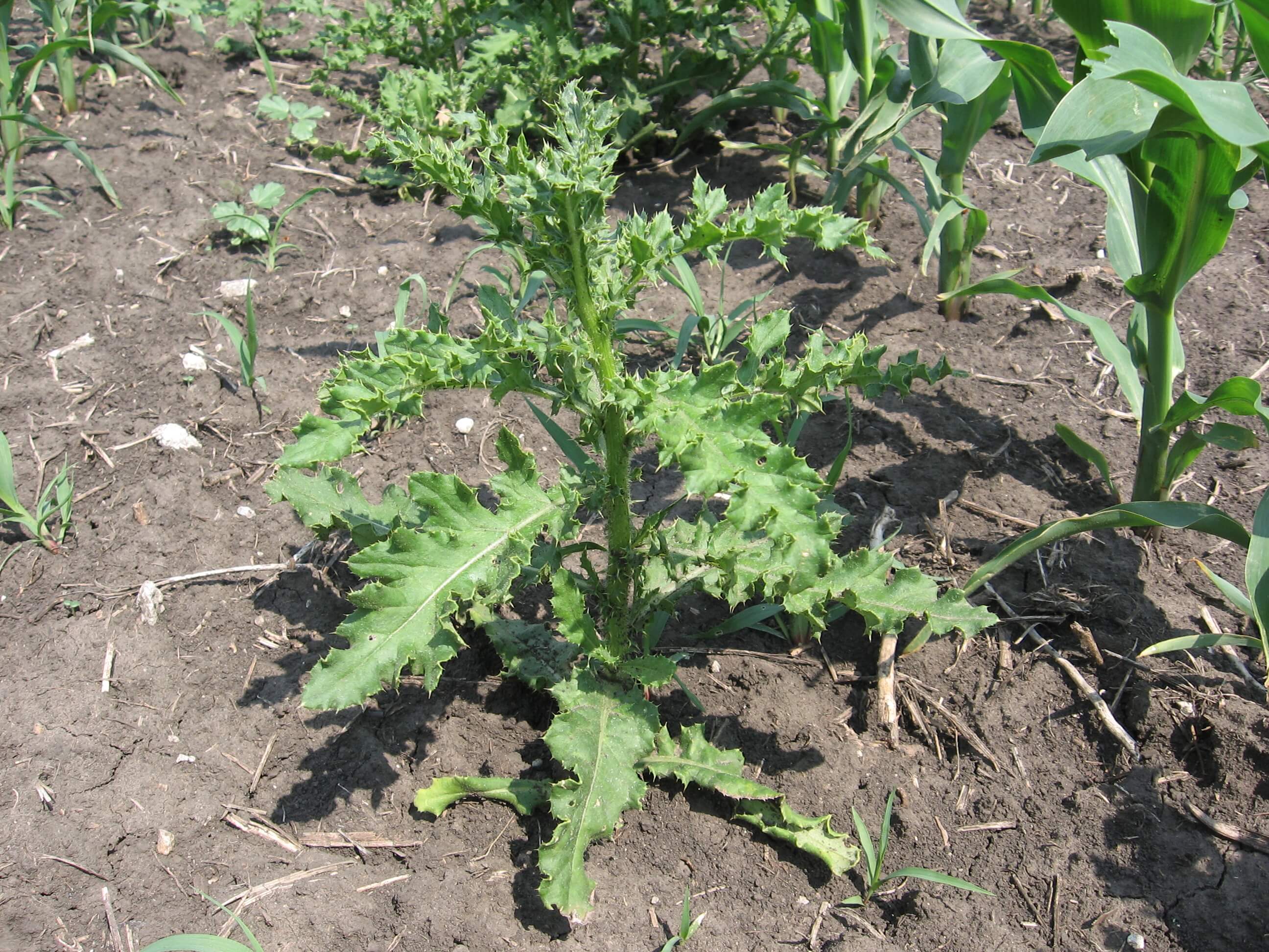  Canada thistle plant