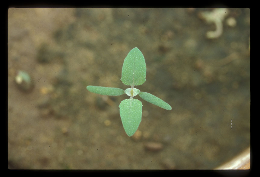 Lamb’s-quarters seedling