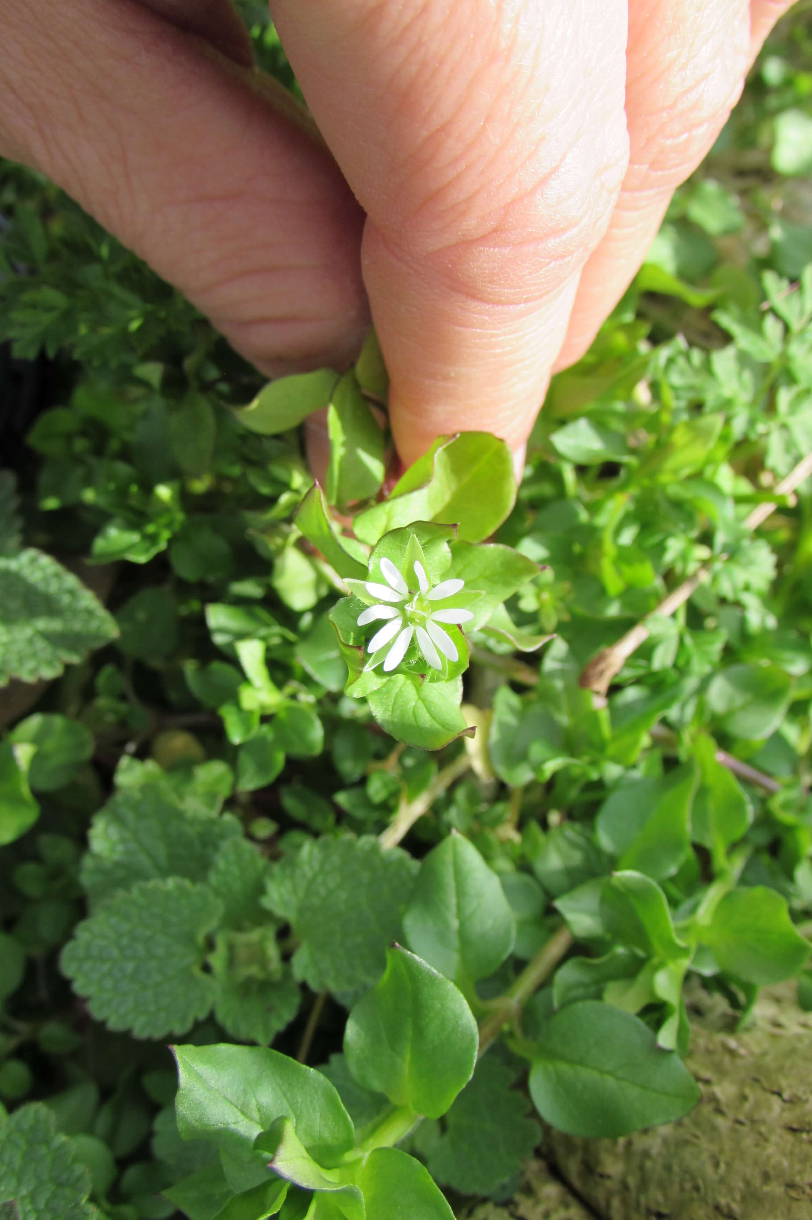 Common chickweed flower.