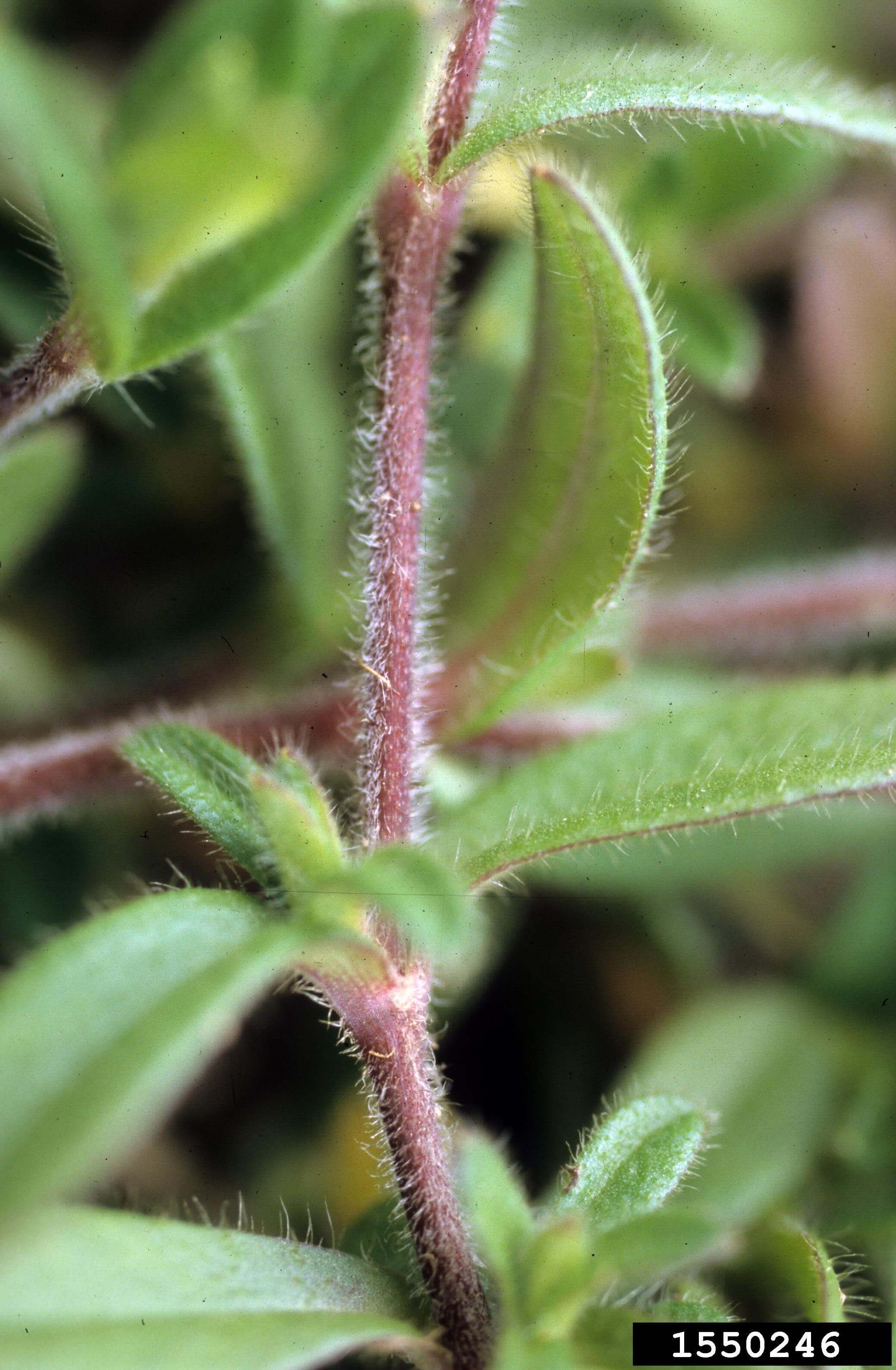 Mouseear chickweed is similar to common chickweed but has densely hairy leaves and a perennial growth habit. 