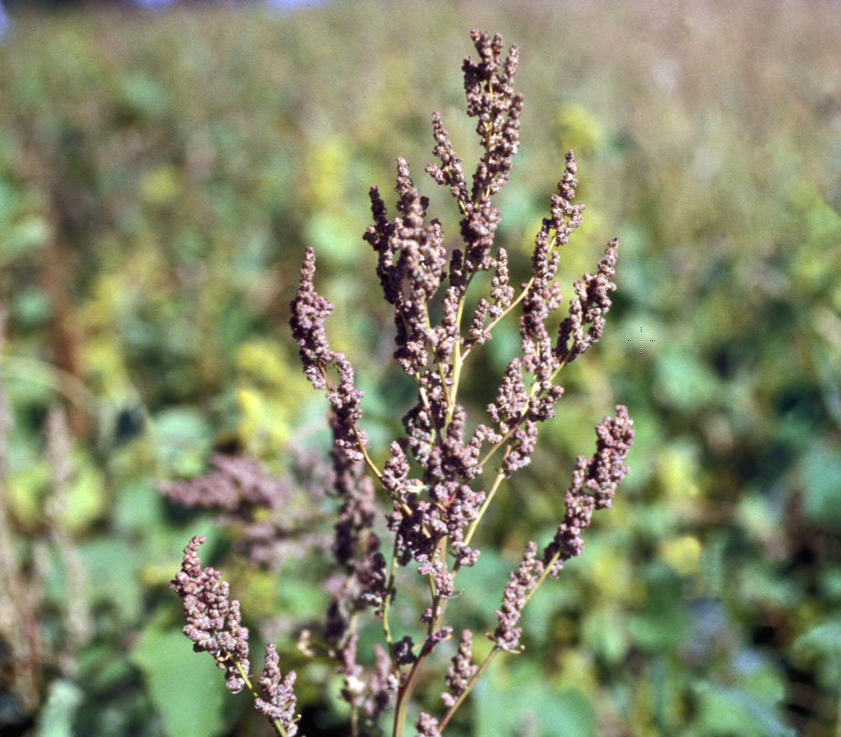 Lamb’s-quarters seed head