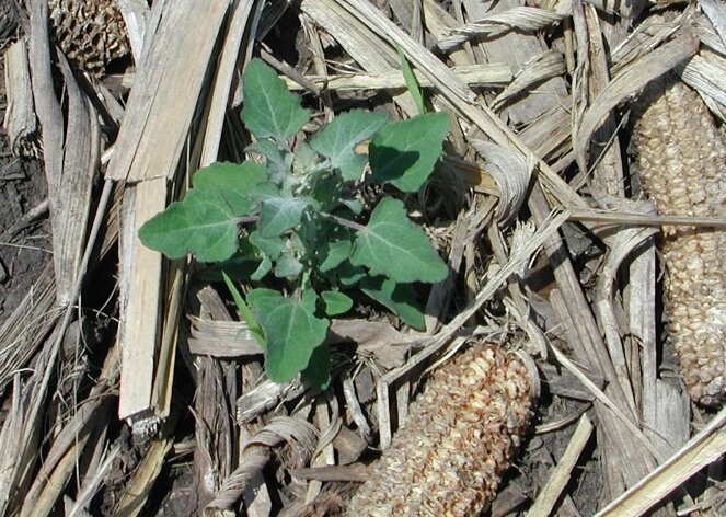 Plante de chénopode blanc.