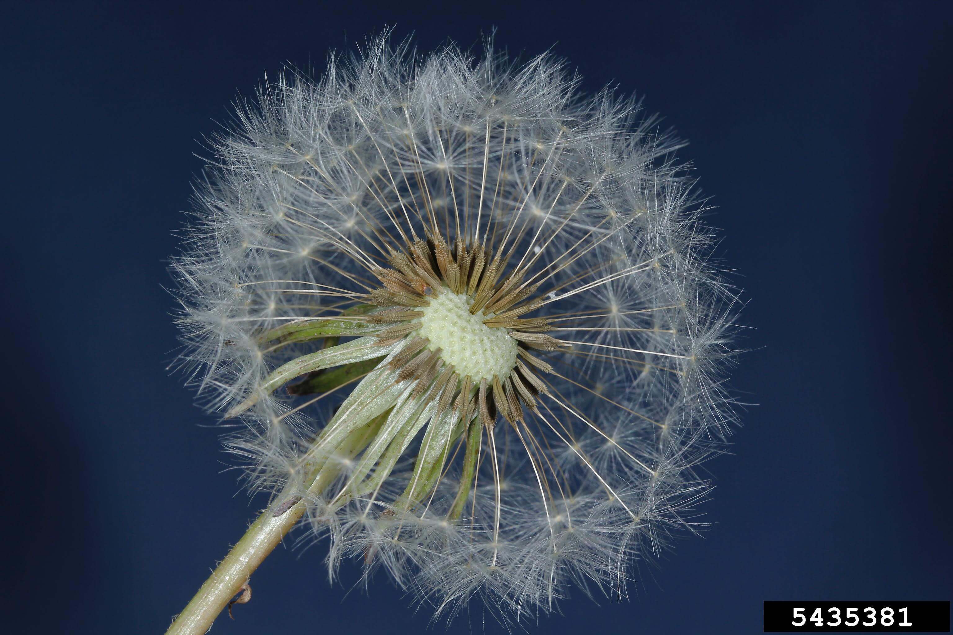 Inflorescence de pissenlit.