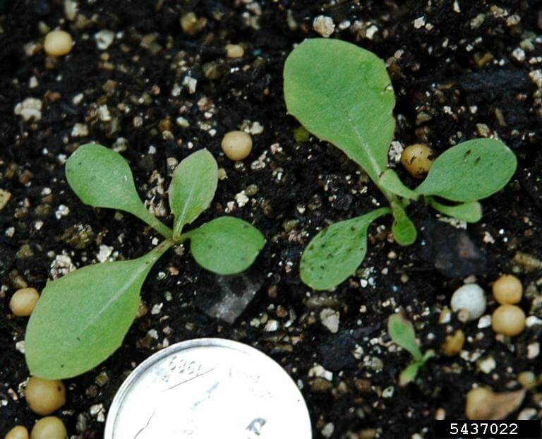 Dandelion seedlings. 