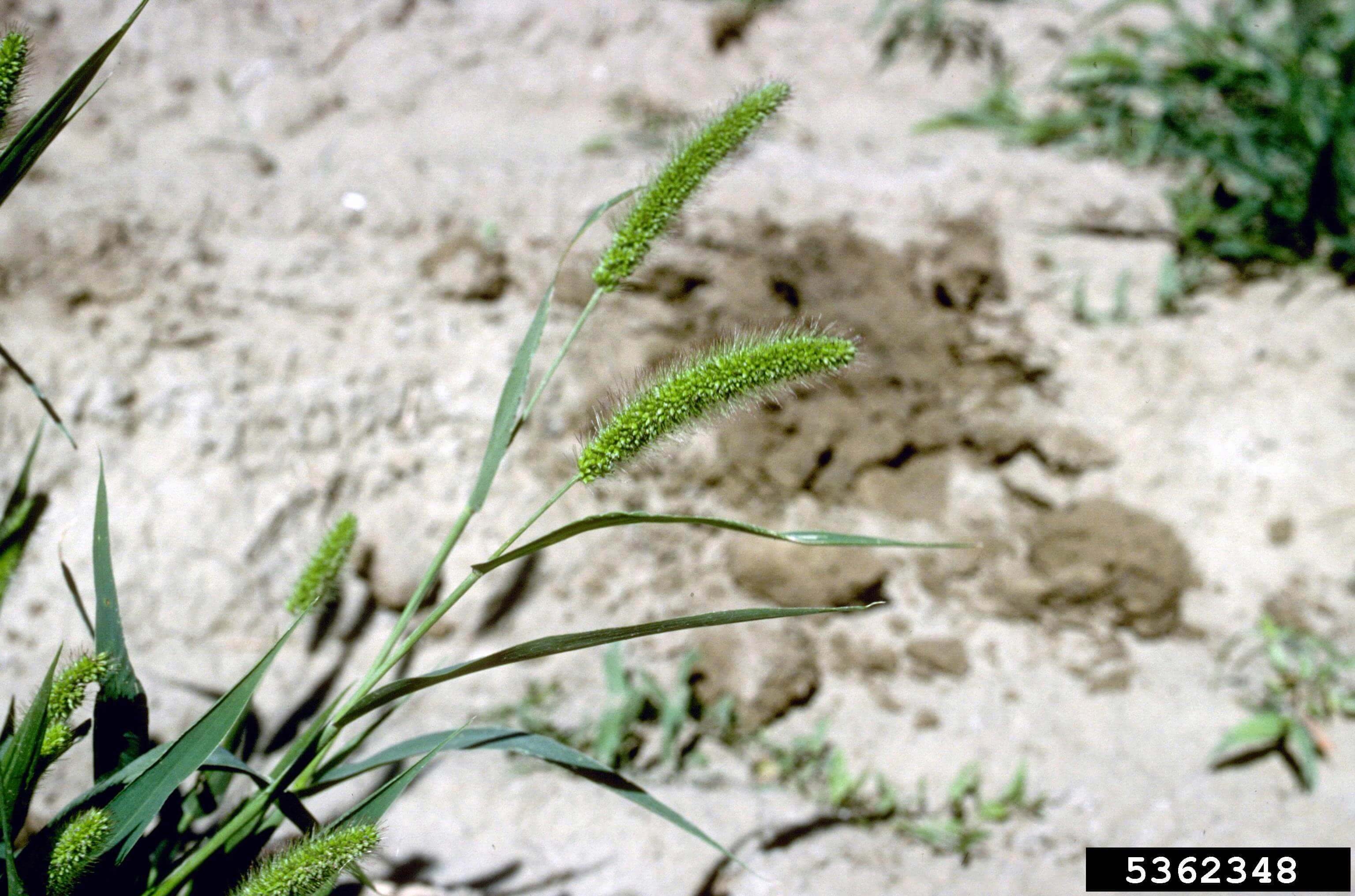 Green foxtail seedhead