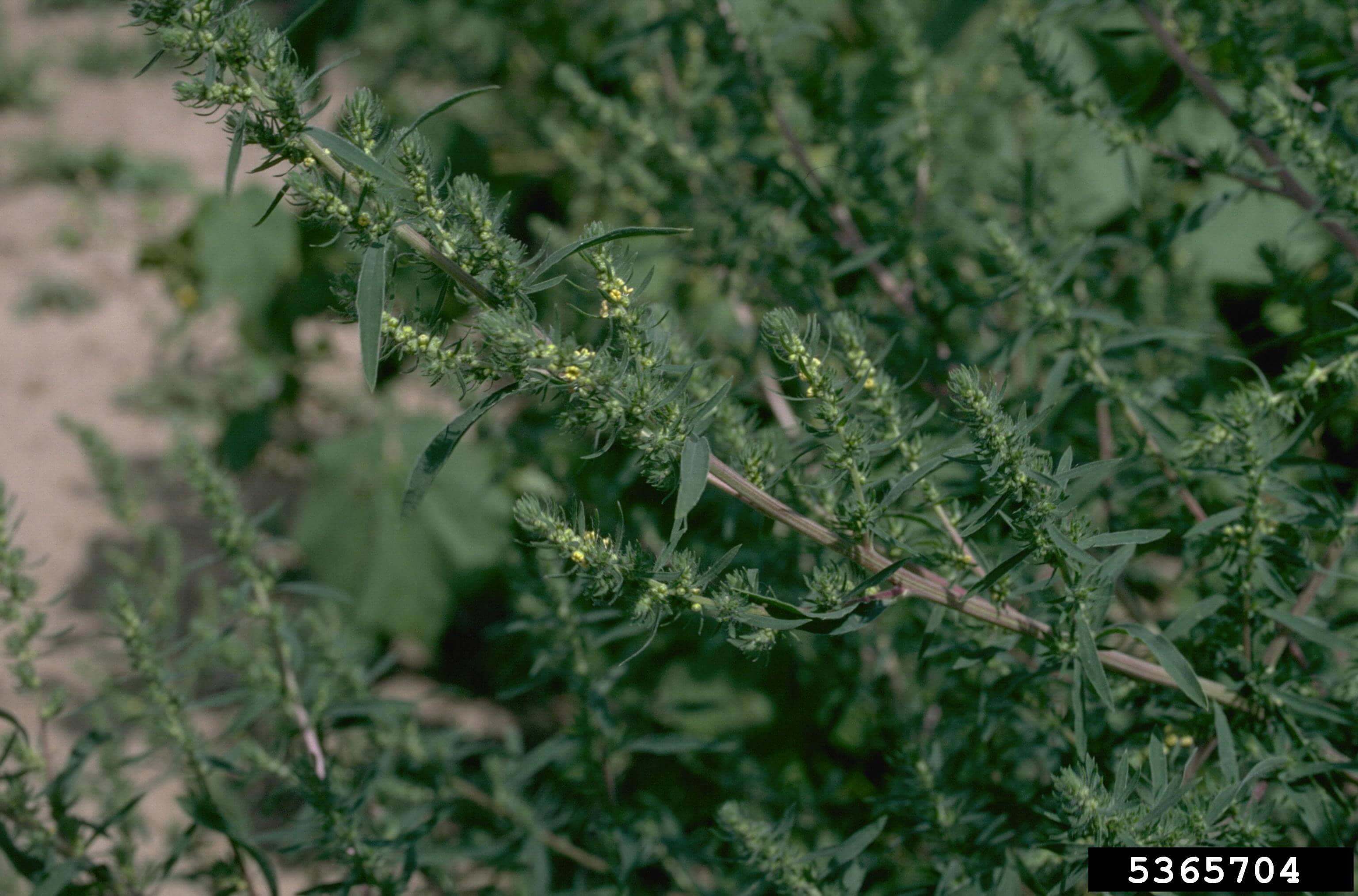 Fleurs et fruits du kochia à balai. 