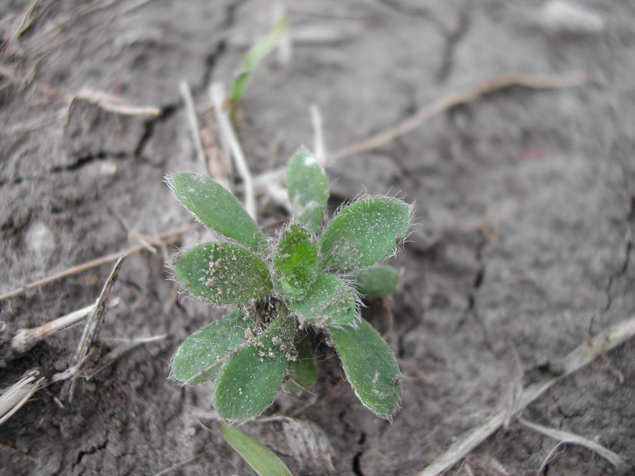 Kochia seedling