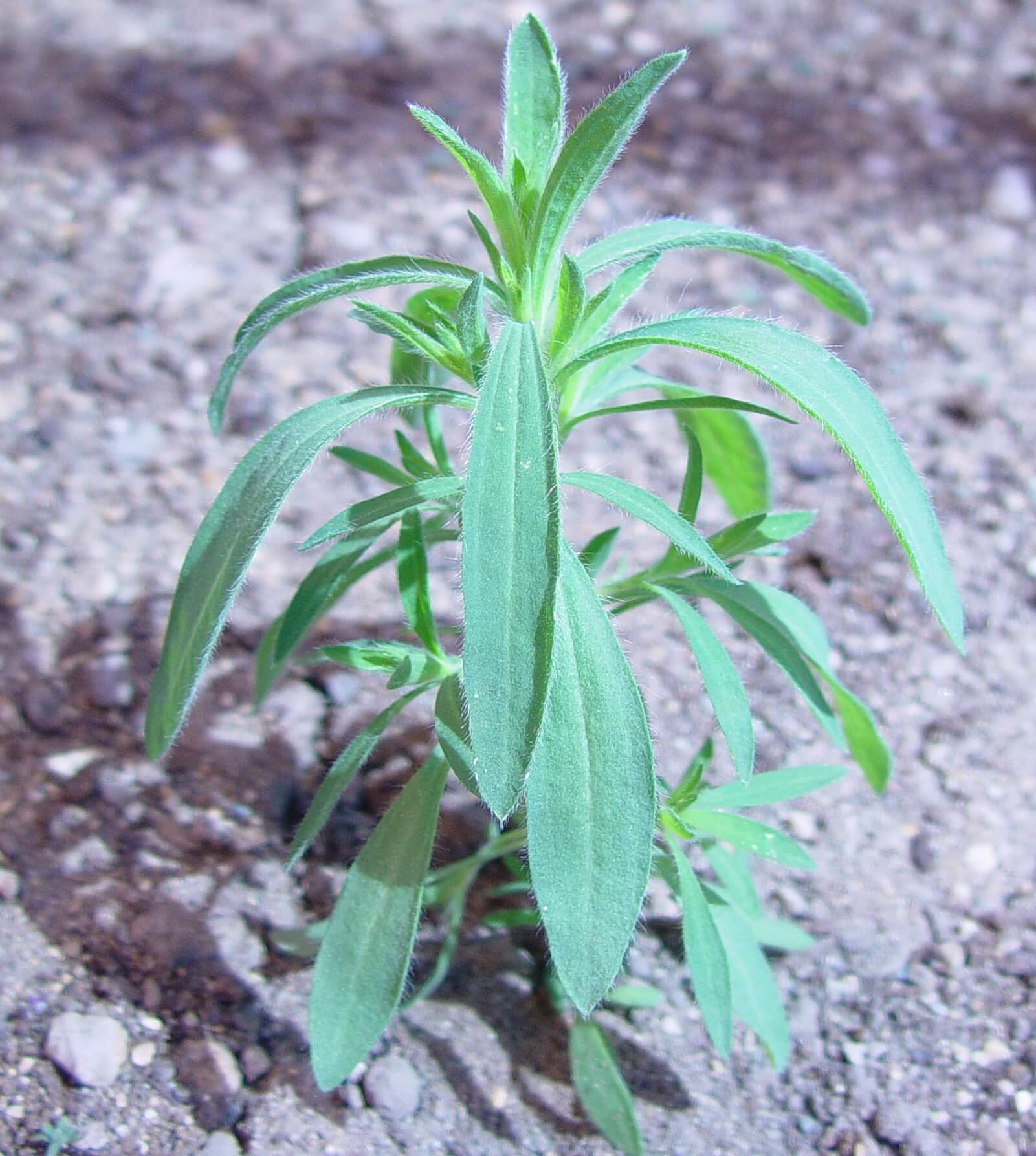 Feuilles lancéolées du kochia à balai couvertes de poils