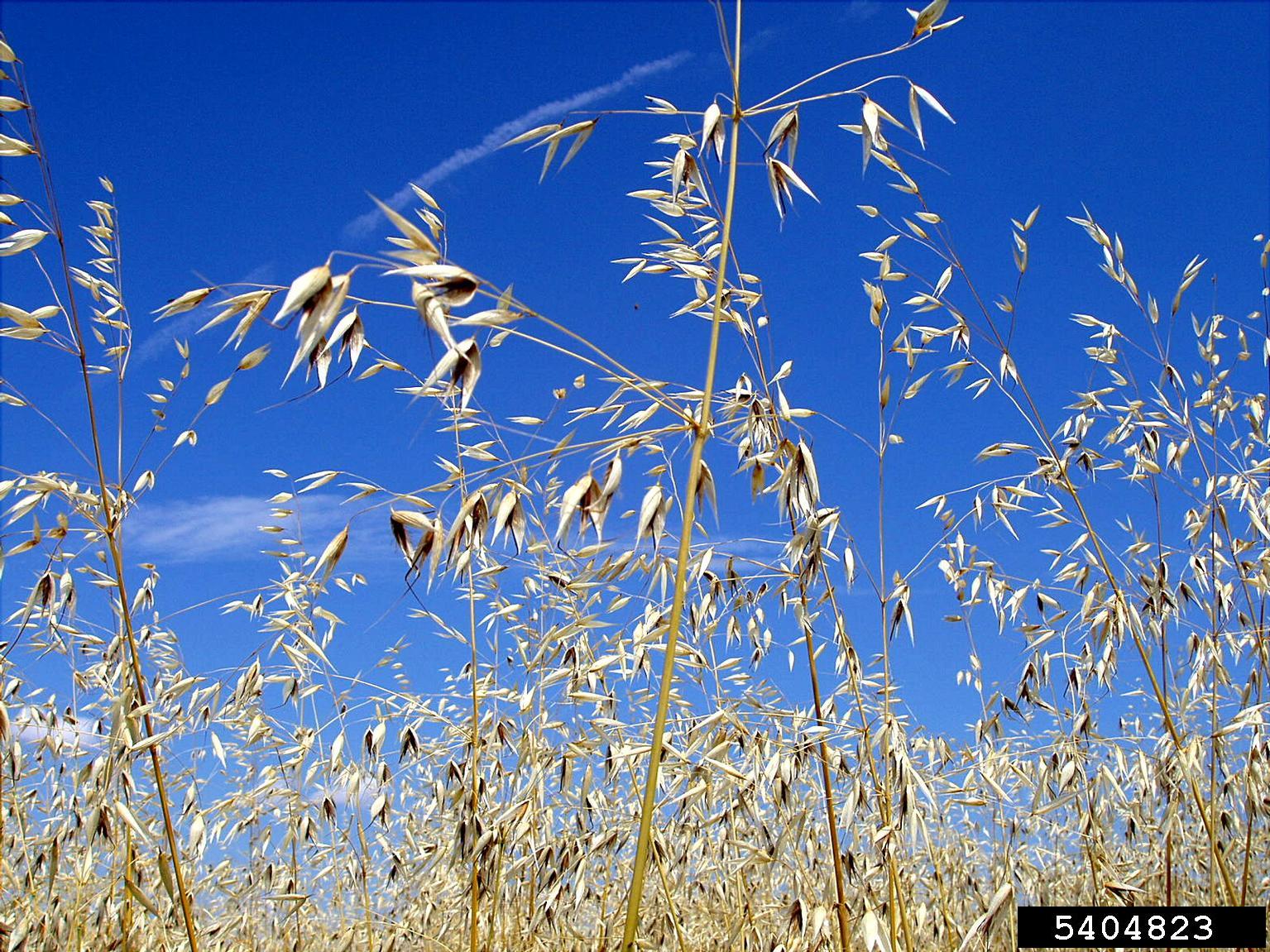 Wild oats at maturity