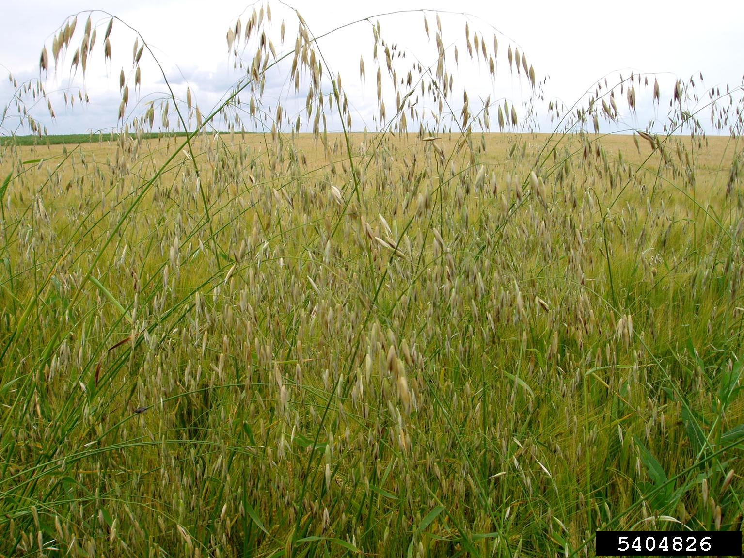 Wild oat panicle above crop canopy