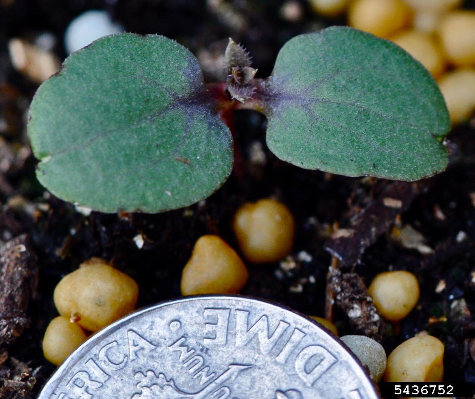 Cotyledons of cleavers.