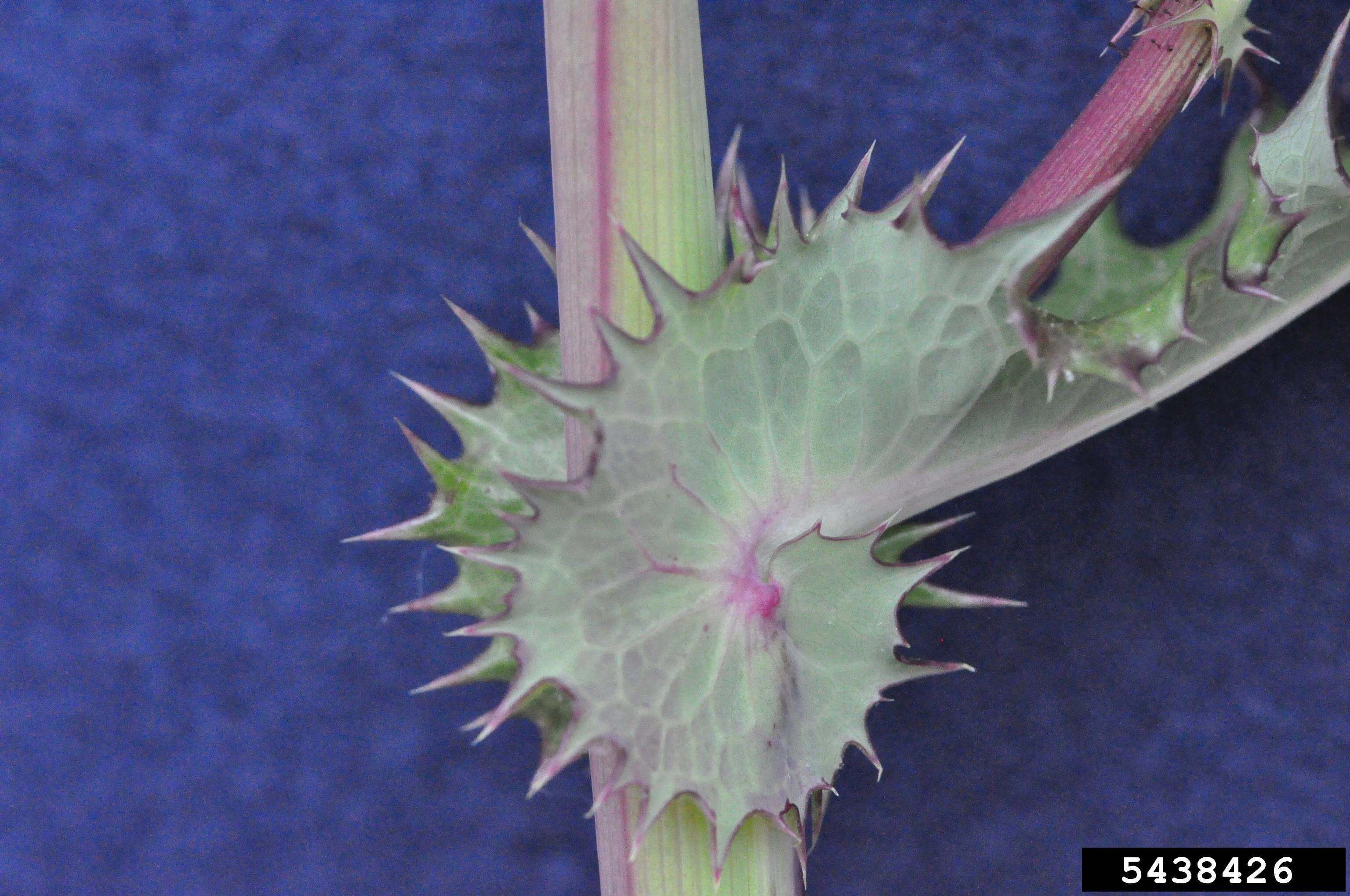 Feuilles de laiteron rude avec lobes arrondis à la tige.