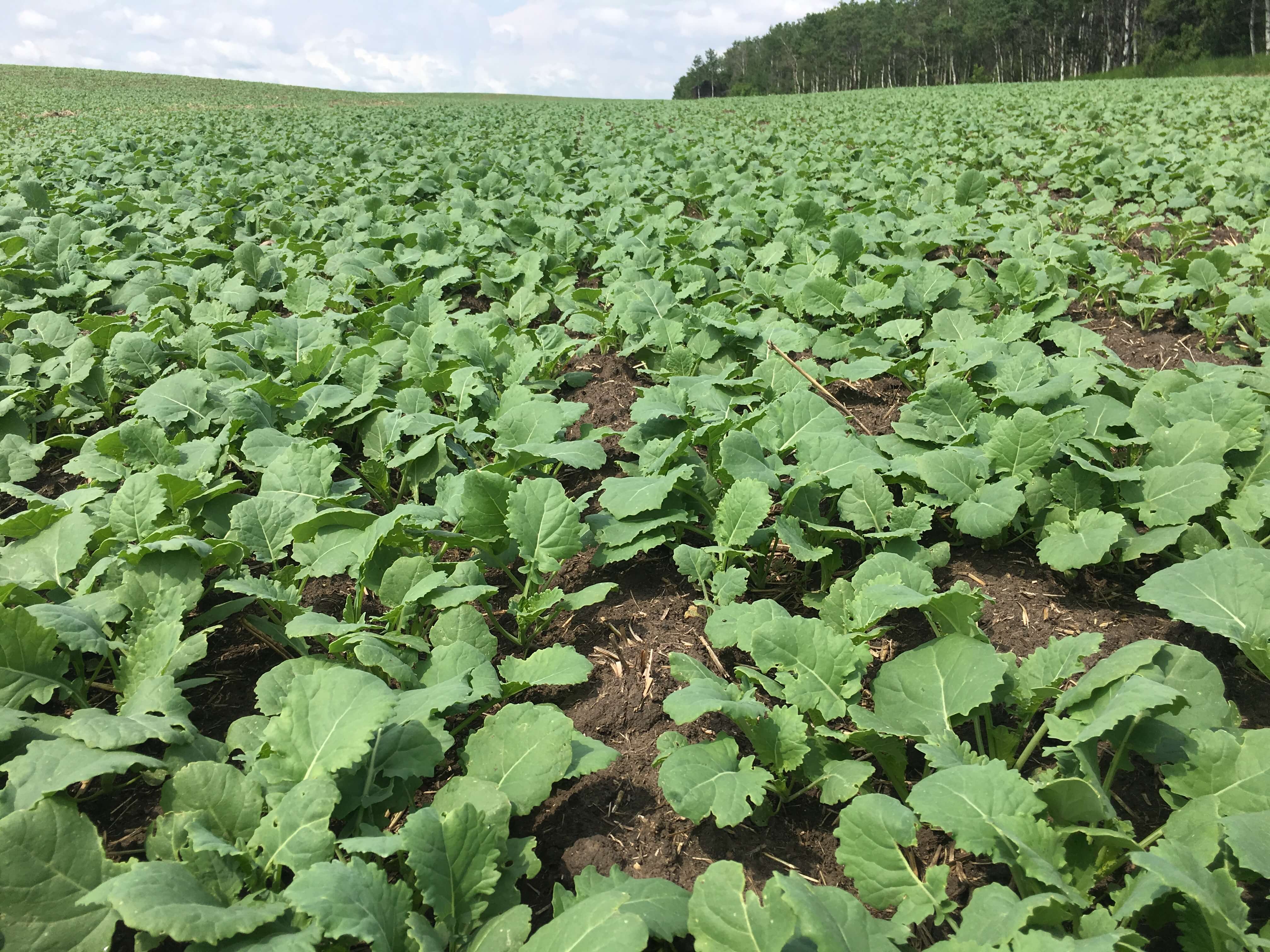  Canola en rosette