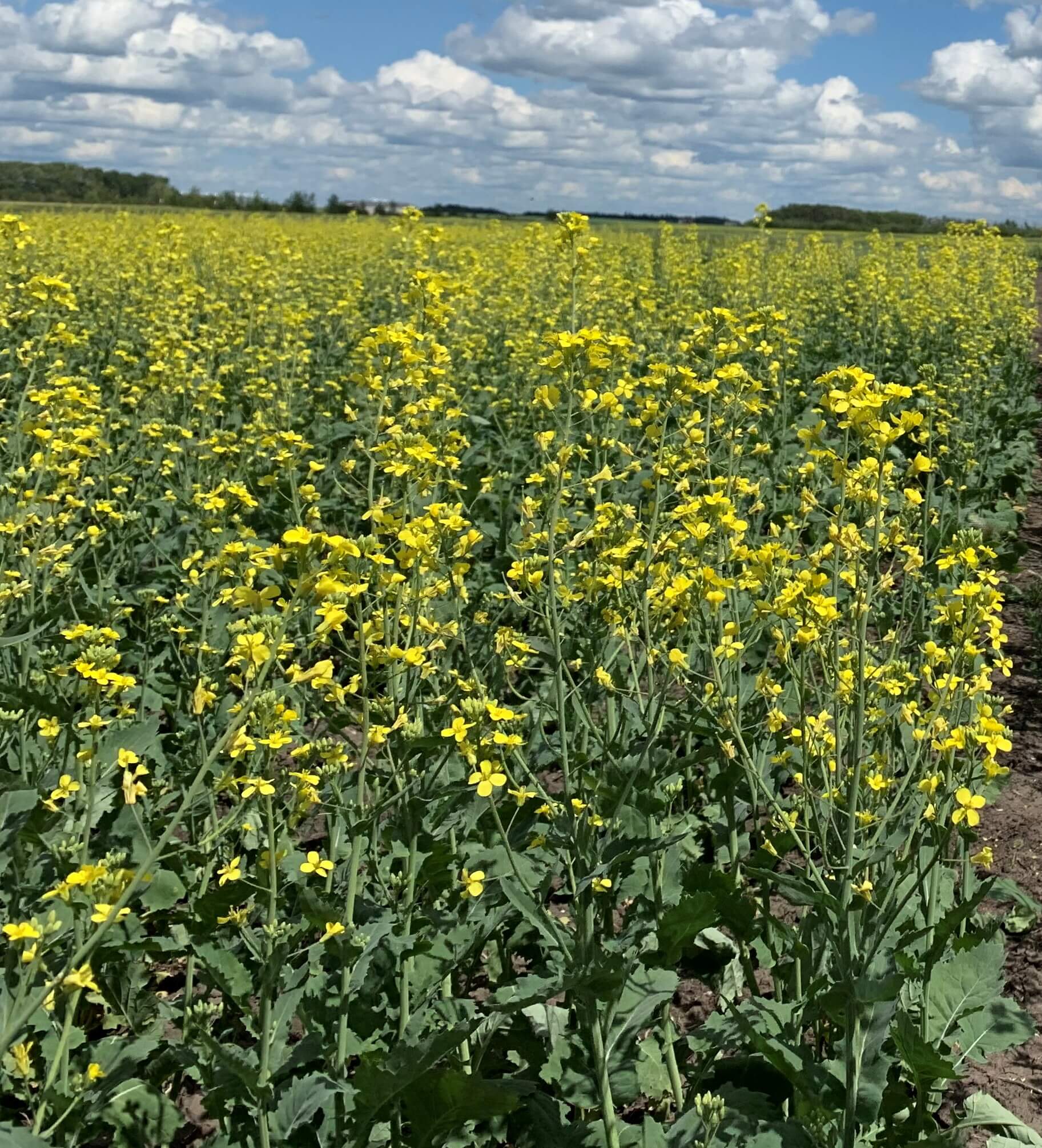 Inflorescence de canola.