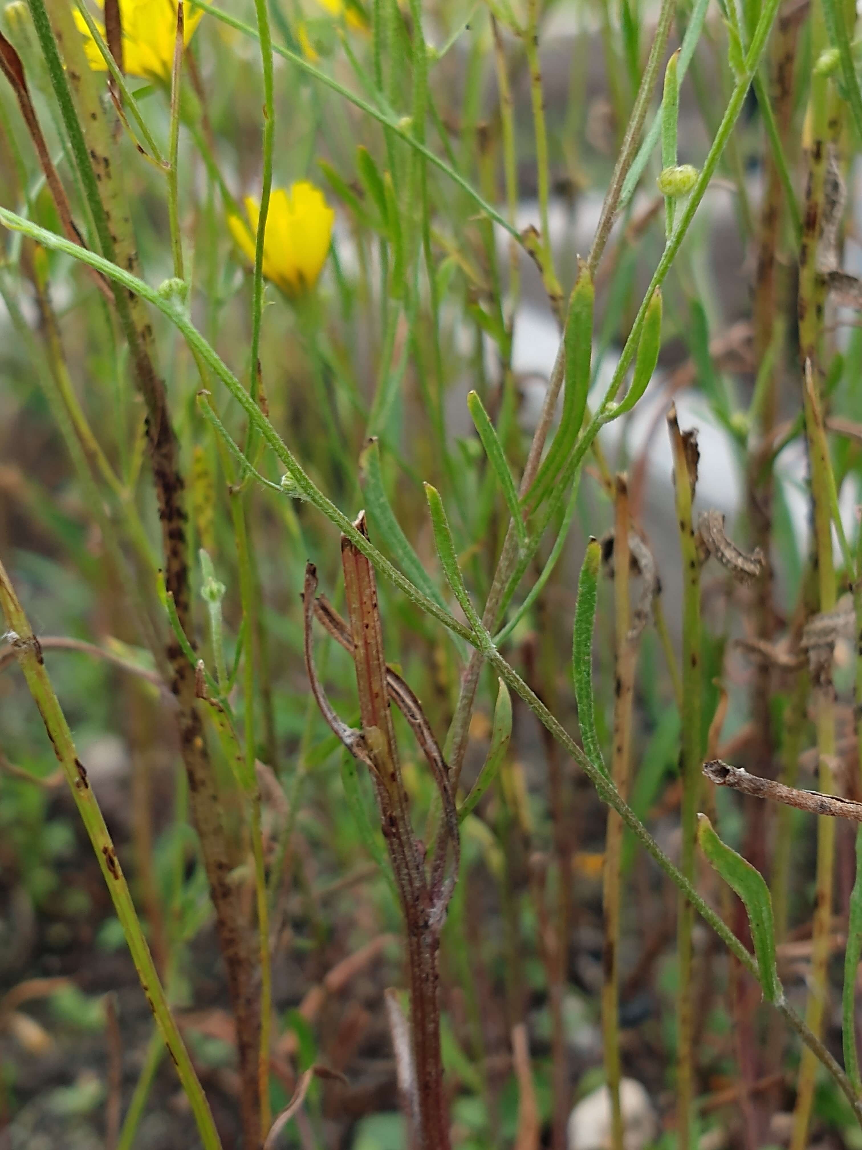  Stem leaves of narrow-leaved hawk’s-beard are narrow and directly attached to the stem.