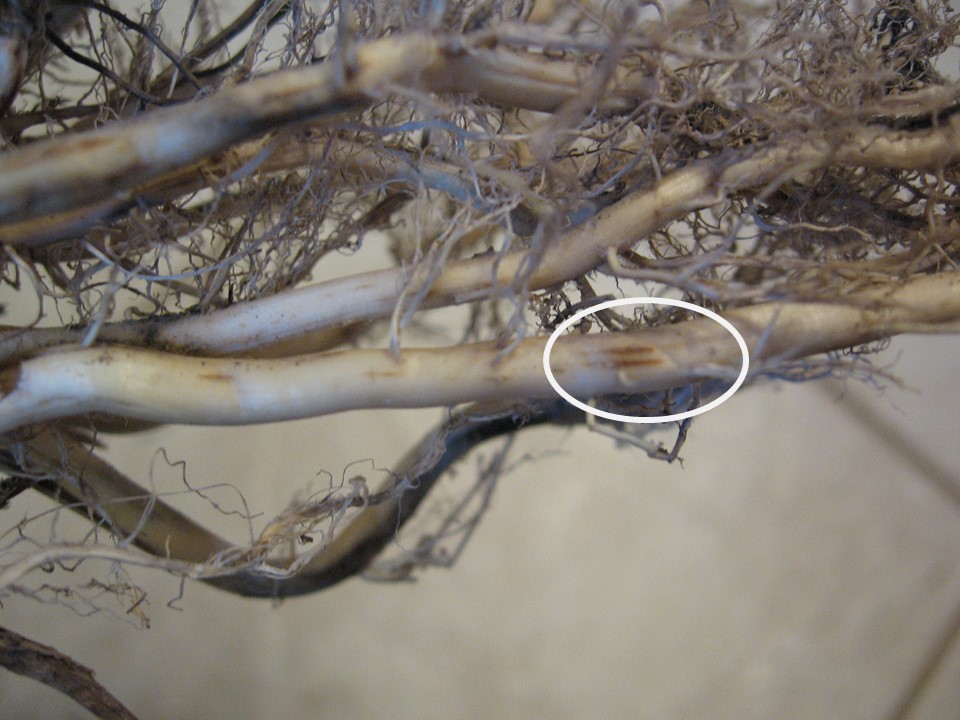 Extent of damage on root mass