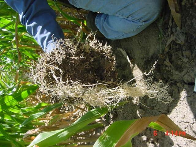 Corn root system due to sidewall compaction.