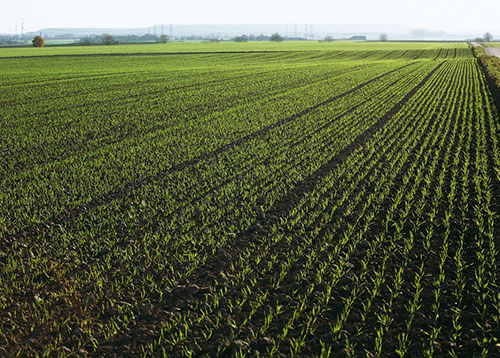 A well-managed farm field. The new realities of managing resistant weeds.