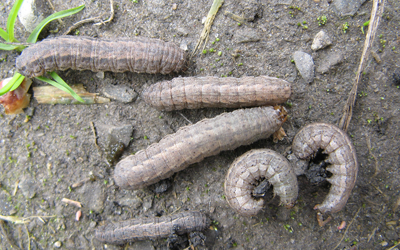 Cutworm with prolegs visible on abdomen.