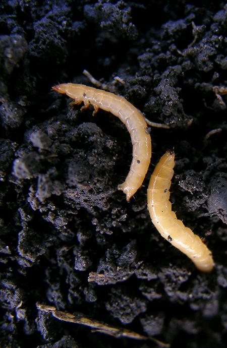 Wireworm