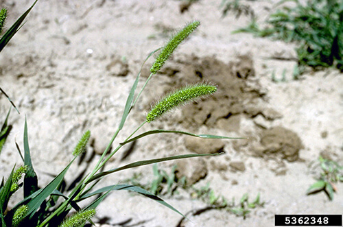 Green foxtail seedhead.