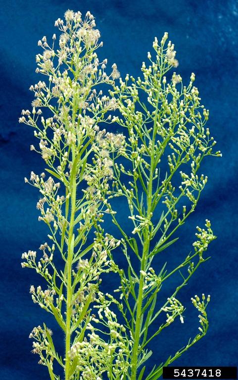 Canada Fleabane panicle flower head