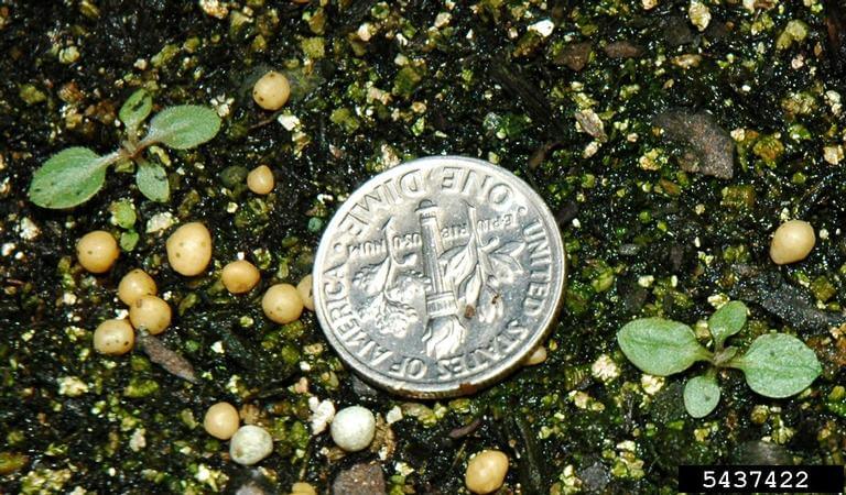 Canada Fleabane seedlings