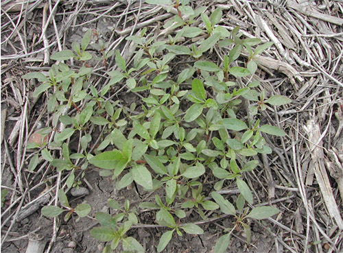 Young common waterhemp plants