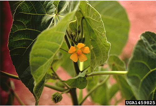 Velvetleaf flower