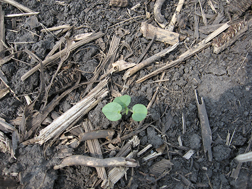 Velvetleaf seedling