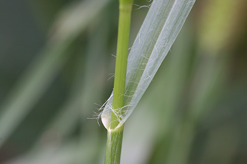 Yellow foxtail leaves