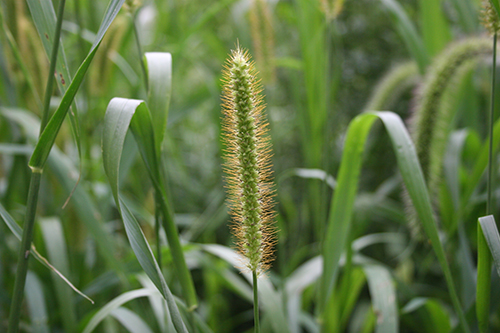 Yellow foxtail seedhead.