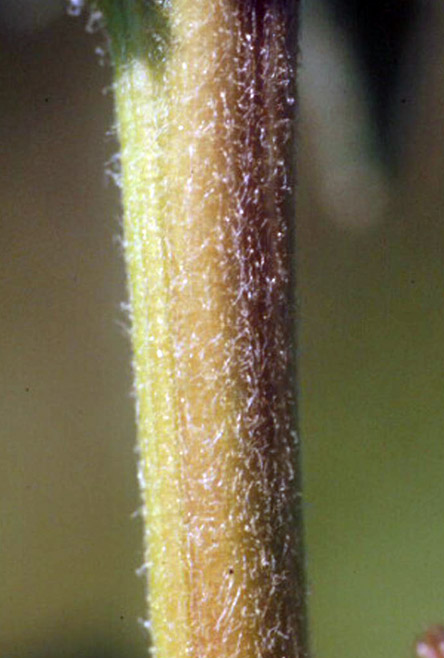 Redroot pigweed stem