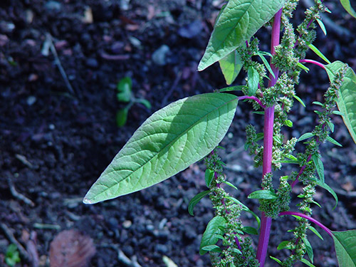 Amarante tuberculée avec ses tiges rouges et ses feuilles vertes