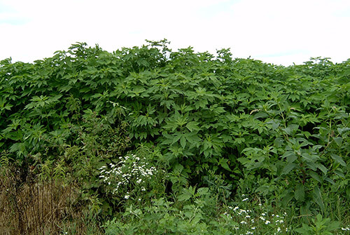 Giant ragweed 