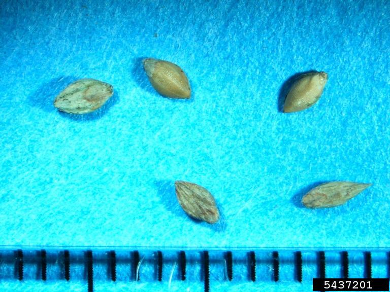 Giant foxtail seeds emerge after common lambsquarters and ragweed