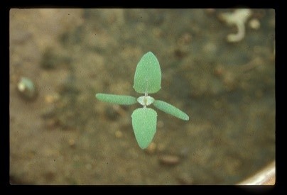 Lambsquarters seedling.