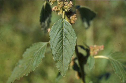 Redroot pigweed leaves.