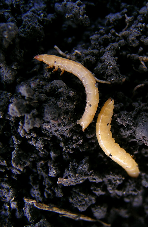 Example of wireworms from wheat field