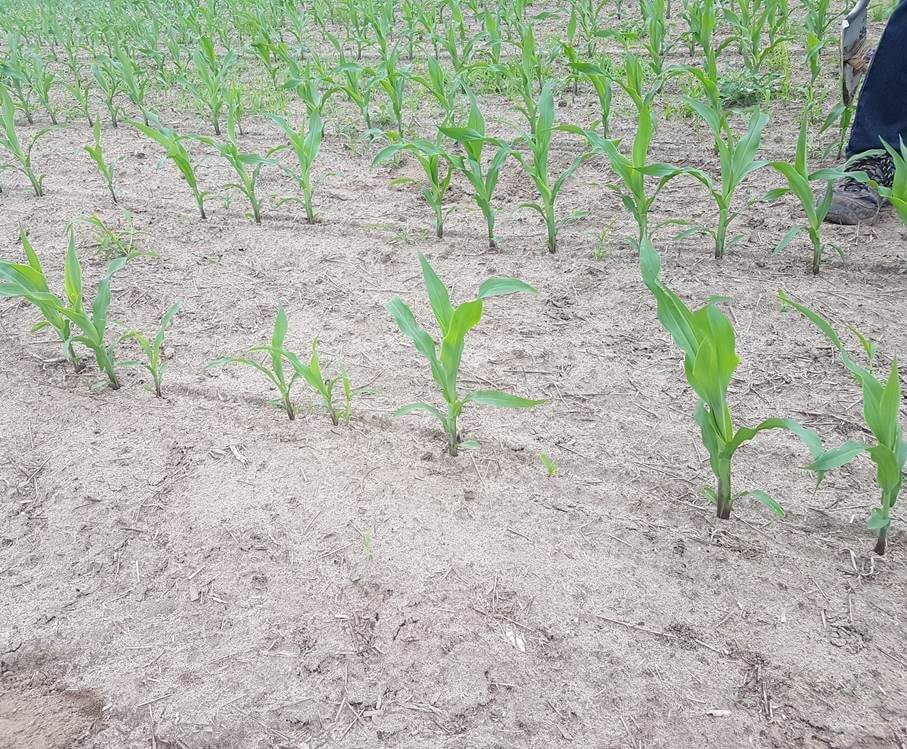  Corn stand thinned wireworm feeding