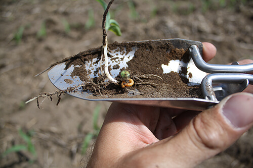 Wireworms on seedling corn