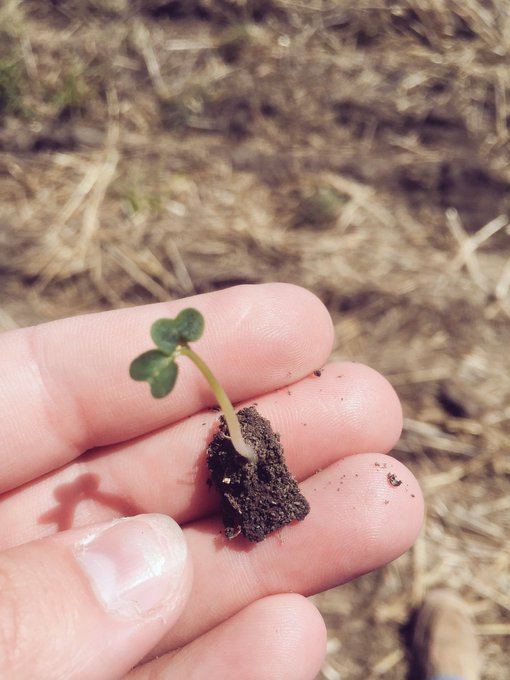 Cotyledon stage canola